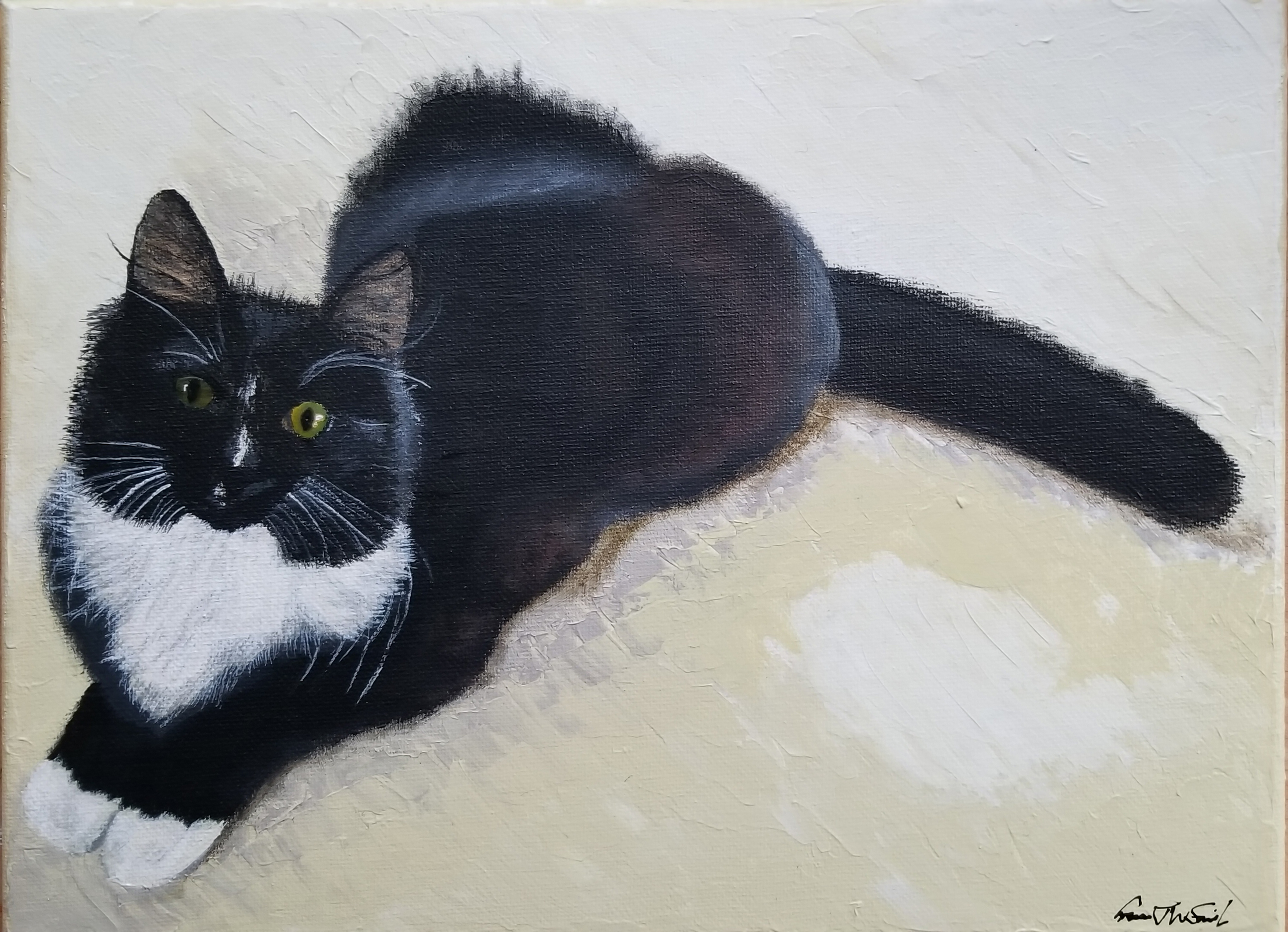 Kelpie the Kitten