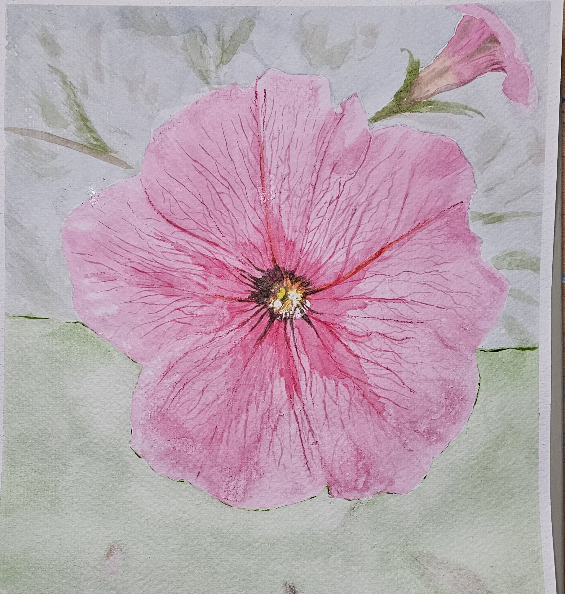 Petunia