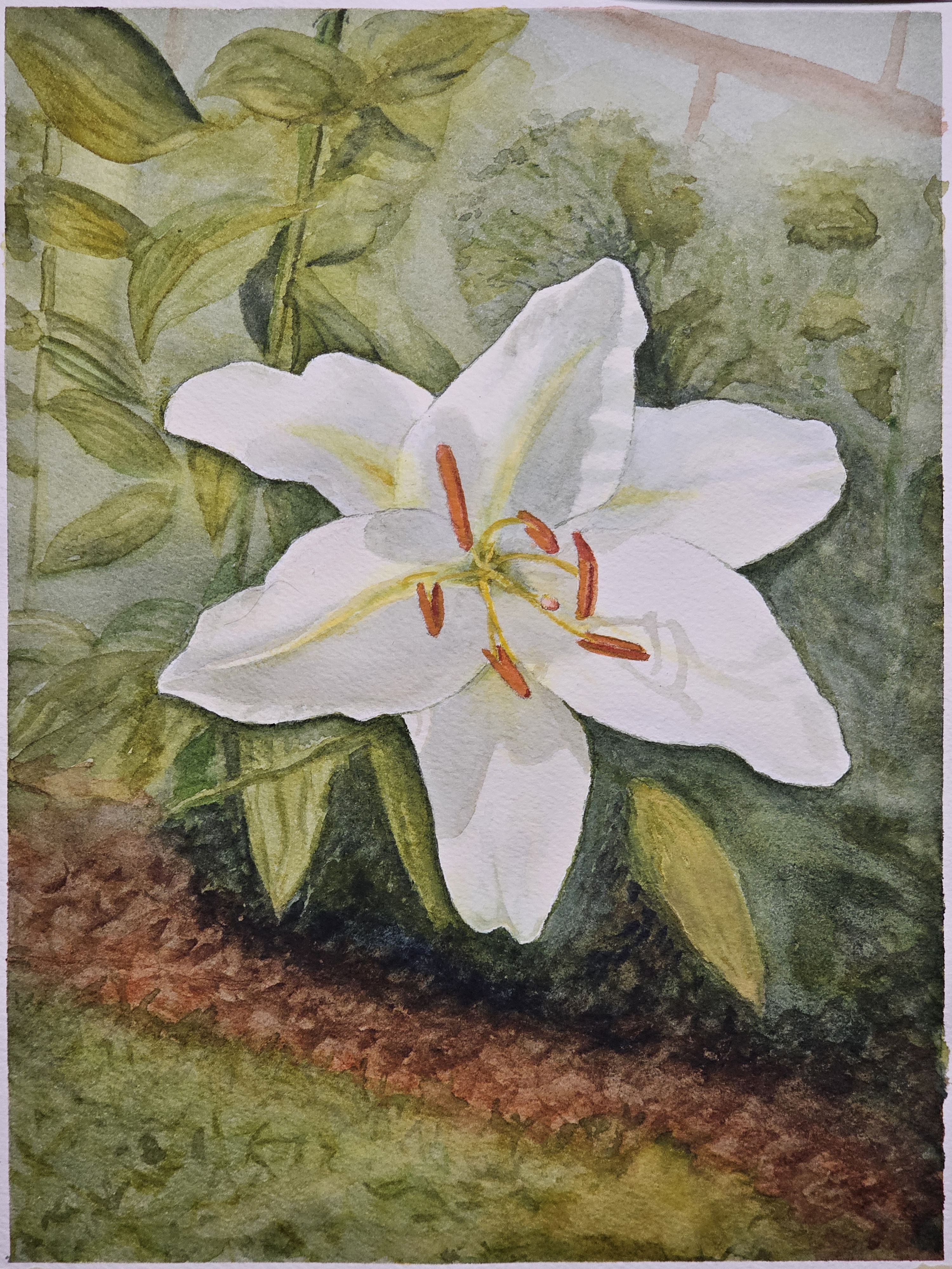 Stargazer Lily
