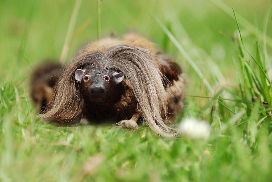 Haggis in the Wild